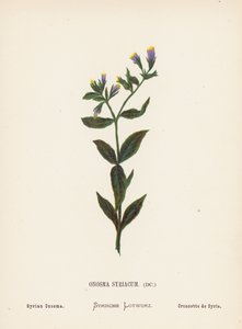 Wild Flowers of the Holy Land: Onosma Syriacum; Syrian Onosma by Hannah Zeller