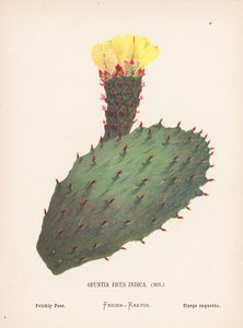 Wild Flowers of the Holy Land: Opuntia Ficus Indica, Mill; Prickly Pear by Hannah Zeller