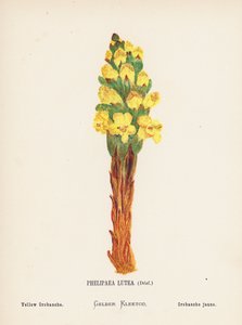 Wild Flowers of the Holy Land: Phelipaea Lutea, Desf; Yellow Orobanche