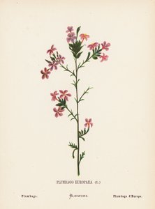 Wild Flowers of the Holy Land: Plumbago Europaea; Plumbago