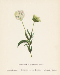 Wild Flowers of the Holy Land: Pterocephalus Palaestinus, Coult; Palestine Scabious