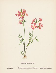 Wild Flowers of the Holy Land: Ricotia Lunaria; Rock-Stock