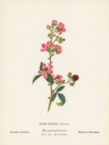 Wild Flowers of the Holy Land: Rubus Sanctus, Schreb; Palestine Bramble