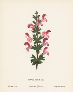 Wild Flowers of the Holy Land: Salvia Indica; Indian Sage
