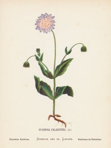 Wild Flowers of the Holy Land: Scabiosa Palaestina; Palestine Scabious by Hannah Zeller