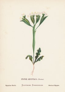 Wild Flowers of the Holy Land: Statice Aegyptiaca, Thouin; Egyptian Thrift by Hannah Zeller