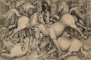 Wild Horses Fighting