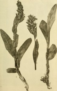 Annals of the Imperial Natural History Court Museum (1914) by Hans Fleischmann