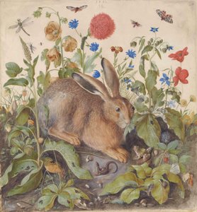 A Hare Among Plants by Hans Hoffmann