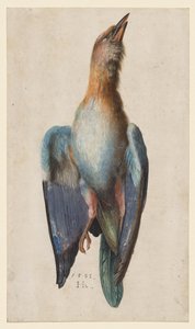 Dead Blue Roller by Hans Hoffmann