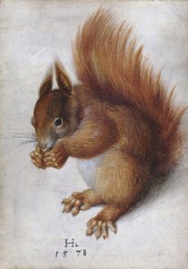 Red Squirrel by Hans Hoffmann