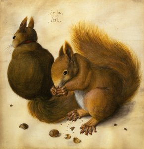 Two Squirrels, One Eating a Hazelnut