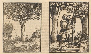 Tree and Depiction of a Fruit Picker Among Trees by Hans Schäufelein (possibly)