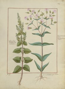 Illustration from the Book of Simple Medicines by Mattheaus Platearius