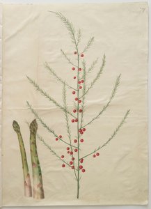Asparagus officinalis from the album Gottorfer Codex by Hans Simon Holtzbecher