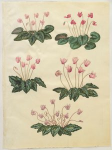 Cyclamen purprascens from the album Gottorfer Codex