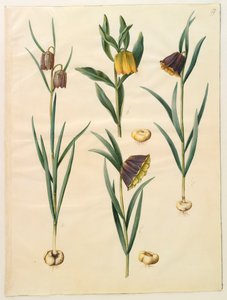 Fritilleria meleagris from the album Gottorfer Codex