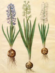 Hyacinthoides orientalis from the album Gottorfer Codex