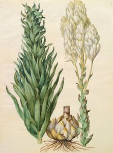 Lilium candidum monstrosum from the album Gottorfer Codex