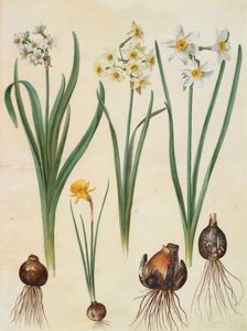 Narcissus tazetta, narcissus orientalis and corbularia bulbocodium from the album Gottorfer Codex