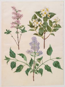Syringa persica, philadelphus coronarius and syringa vulgaris from the album Gottorfer Codex