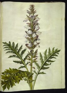 Acanthus hungaricus (Hungarian Acanthus) by Hans Simon Holtzbecker
