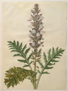 Acanthus Mollis