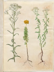Achillea ptarmica; Achillea ageratum; Achillea millefolium