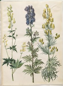 Aconitum lycoctonum; Aconitum napellus; Aconitum anthora