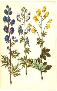 Aconitum napellus (?), Aconitum variegatum, possibly Aconitum ×cammarum (?), Aconitum anthora