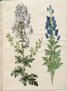 Aconitum variegatum (Variegated Monkshood); Aconitum napellus (True Monkshood)