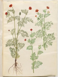 Adonis annua (Pheasant