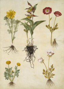 Adonis vernalis; Cypripedium calceolus; Ranunculus asiaticus; Ranunculus