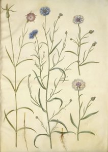 Agrostemma githago (Common Corncockle); Centaurea cyanus (Cornflower)