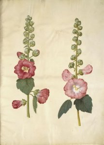 Alcea Rosea (Garden Hollyhock) by Hans Simon Holtzbecker