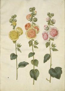 Hollyhock