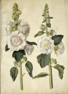 Alcea rosea (Garden Hollyhock) by Hans Simon Holtzbecker