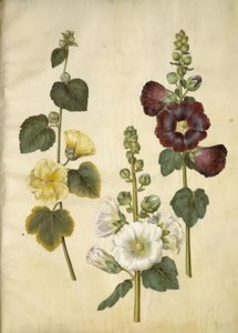 Hollyhock