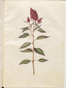 Amaranthus Cruentus (Red Amaranth)