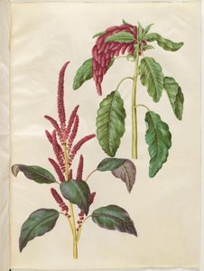 Amaranthus cruentus (Red Amaranth); Amaranthus caudatus (Foxtail Amaranth)