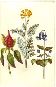 Amaranthus Cruentus (Red Amaranth); Jacobaea Maritima (Dusty Miller); Clematis Integrifolia (Solitary Clematis)