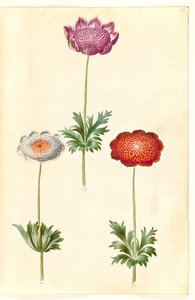 Anemone coronaria (Poppy Anemone)