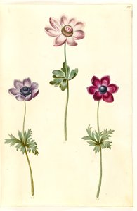 Anemone Coronaria (French Anemone)