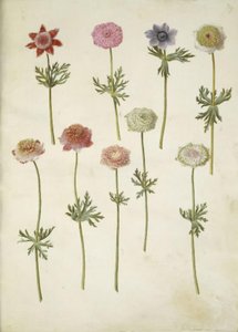 Anemone coronaria (French Anemone)