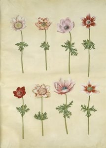 Anemone coronaria (French Anemone)