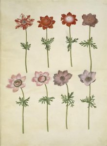Anemone Coronaria (French Anemone)