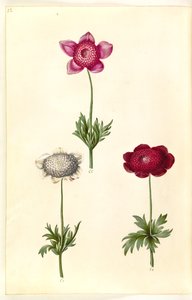 Anemone coronaria (French Anemone)