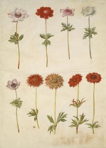 Anemone coronaria (Poppy Anemone); Anemone ×fulgens (Shining Anemone)