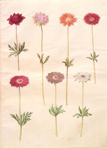Anemone coronaria; Anemone ×fulgens