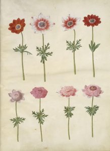 Anemone coronaria L. (French anemone); Anemone pavonina (peacock anemone)